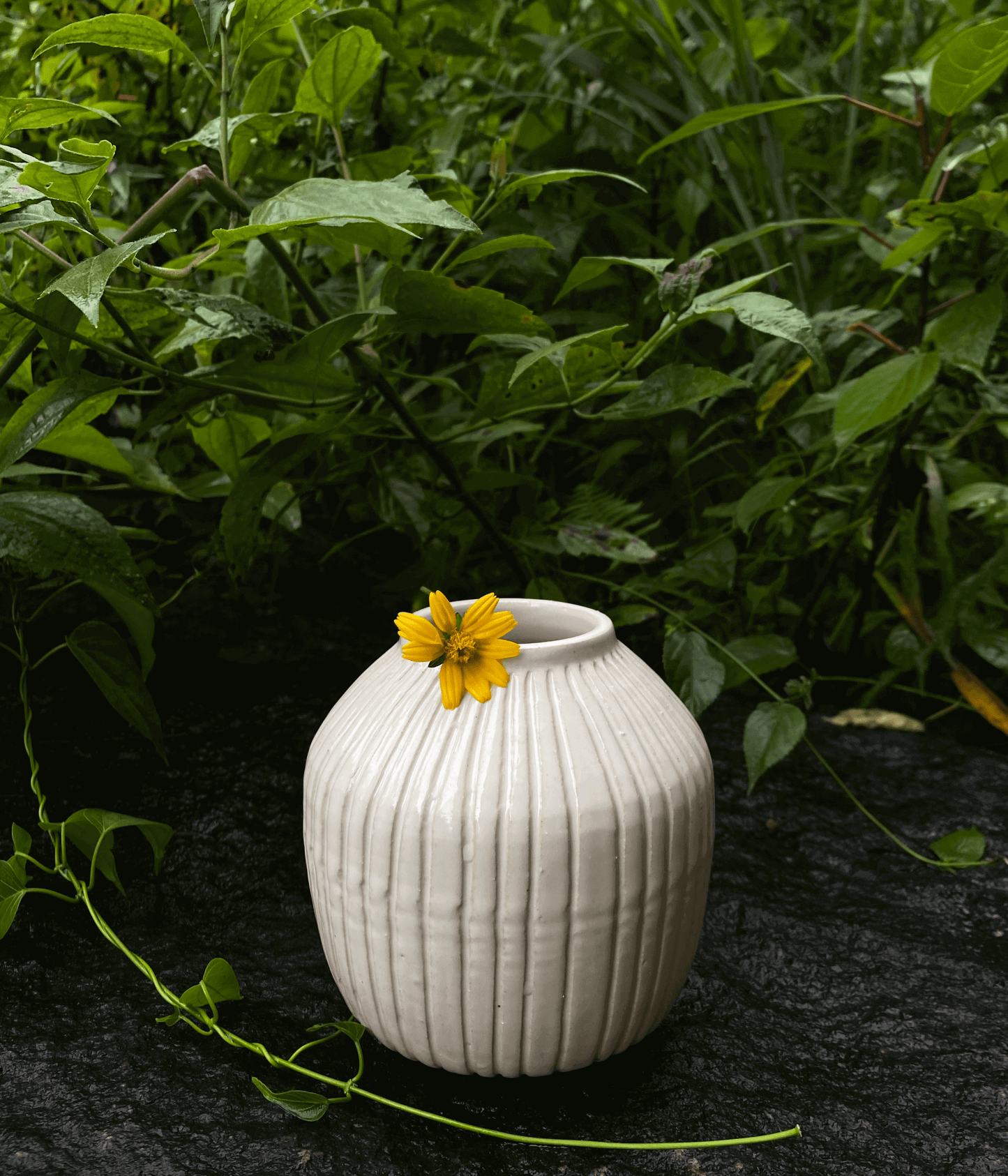 COSMOS SMALL