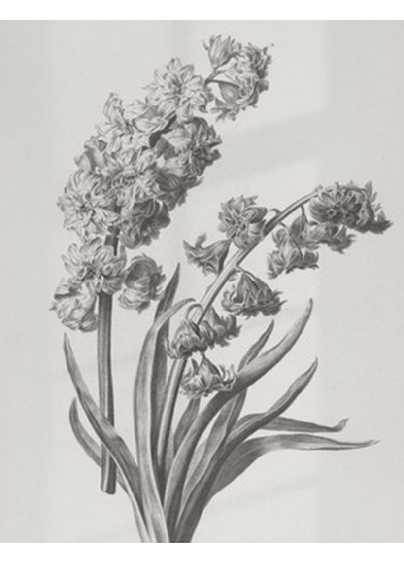 BOTANICAL SKETCH D15