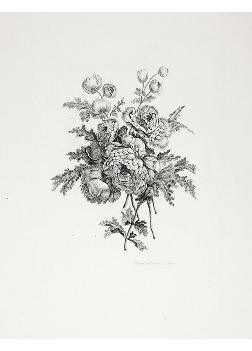 PEONY SKETCH #163