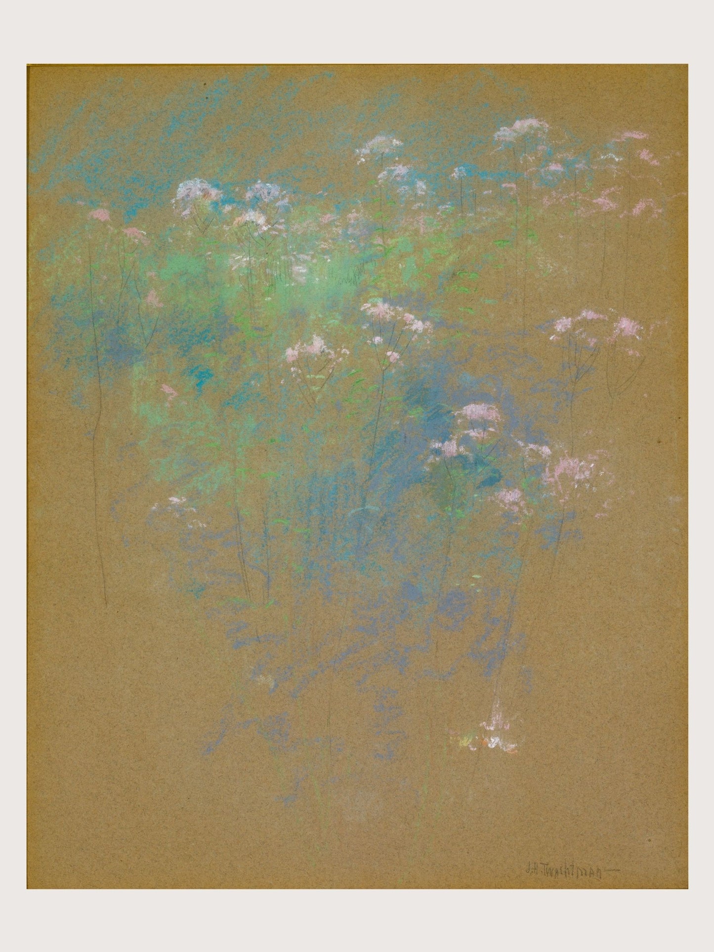 WILD MEADOW