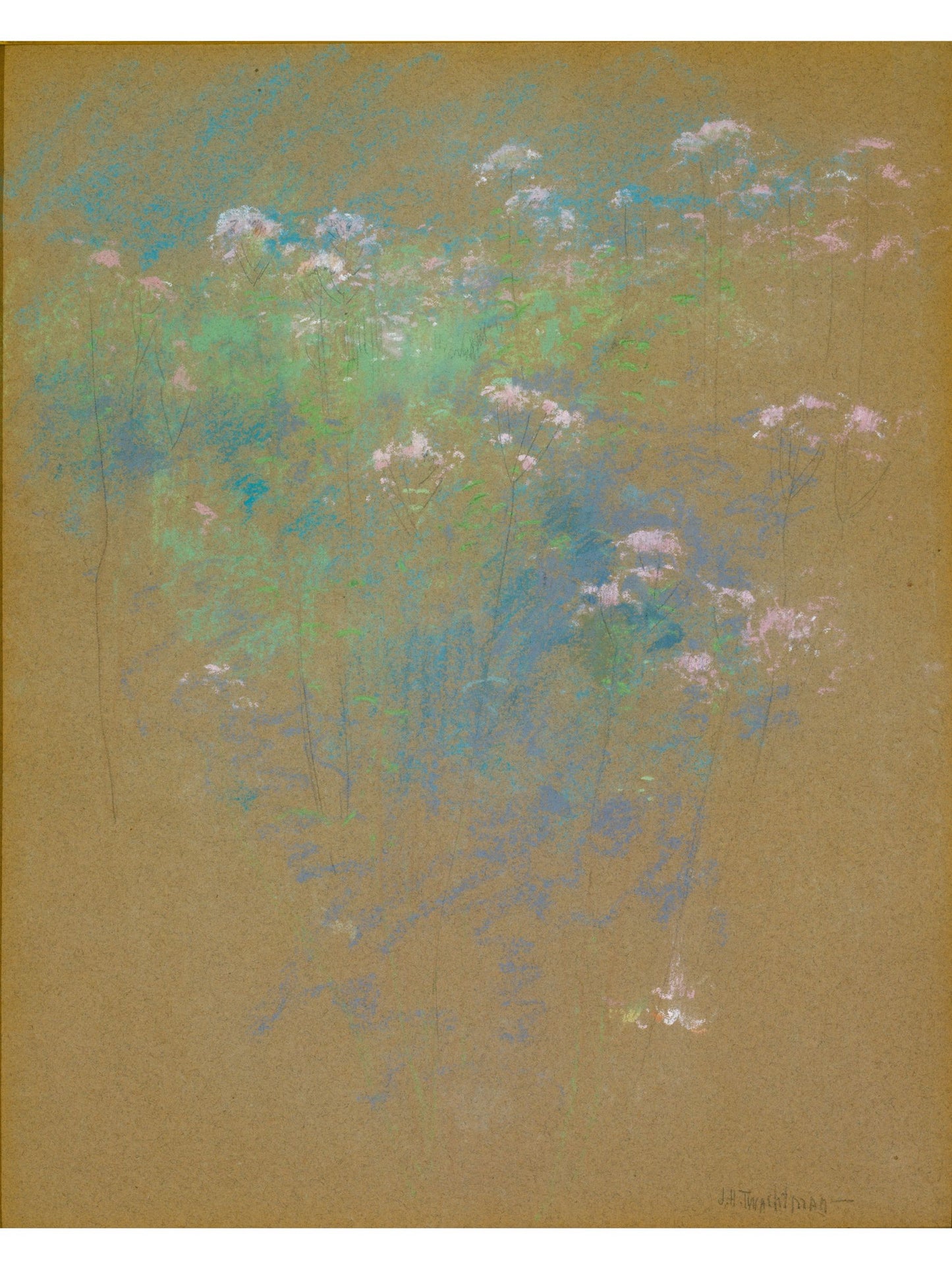WILD MEADOW