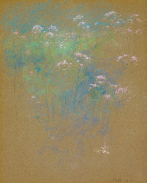 WILD MEADOW