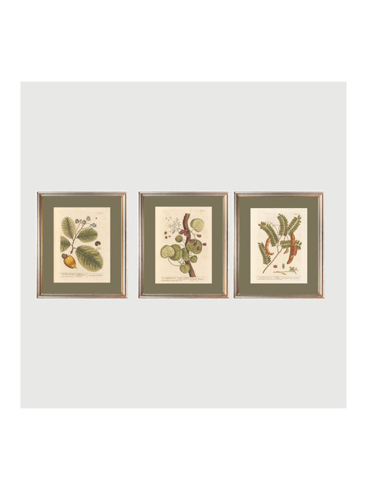 INDIAN BOTANICALS - GALLERY SET