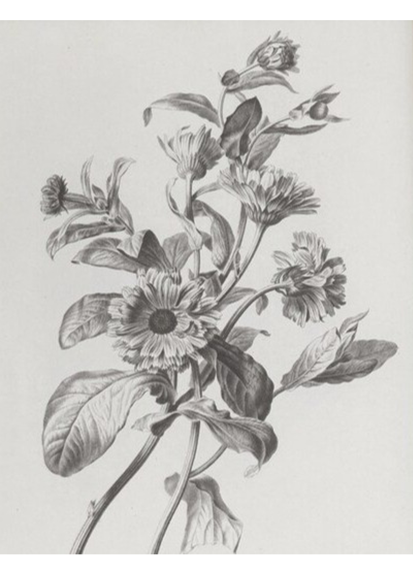 Botanical Sketching Sketchbooks and Studies  BOTANICAL ART  ARTISTS